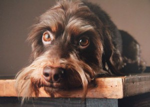 Dickens vom Teuto Teckel 2